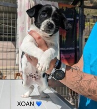 XOAN, Hund, Mischlingshund in Spanien