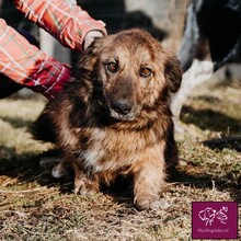 AMY, Hund, Mischlingshund in Rumänien