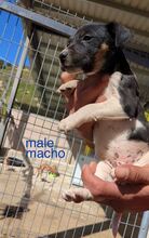 XIMO, Hund, Mischlingshund in Spanien