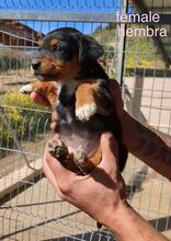 XAMIRA, Hund, Mischlingshund in Spanien