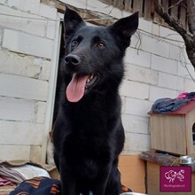 HERMES, Hund, Mischlingshund in Rumänien - Bild 10