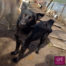 HERMES, Hund, Mischlingshund in Rumänien - Bild 11