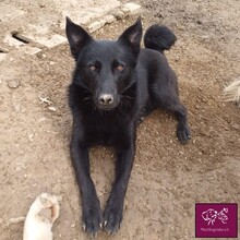 HERMES, Hund, Mischlingshund in Rumänien - Bild 2