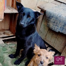 HERMES, Hund, Mischlingshund in Rumänien - Bild 4