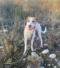 DANI, Hund, Mischlingshund in Spanien
