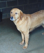 LOTUS, Hund, Mischlingshund in Spanien - Bild 1