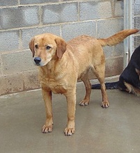 LOTUS, Hund, Mischlingshund in Spanien - Bild 2