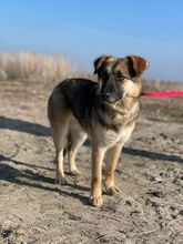 TONJA, Hund, Mischlingshund in Rumänien - Bild 10