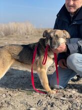 TONJA, Hund, Mischlingshund in Rumänien - Bild 13