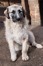 DONATO, Hund, Mischlingshund in Rumänien - Bild 2