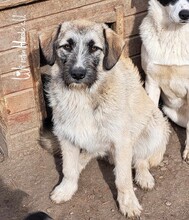 DONATO, Hund, Mischlingshund in Rumänien - Bild 3