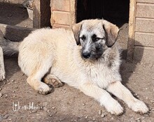 DONATO, Hund, Mischlingshund in Rumänien - Bild 4