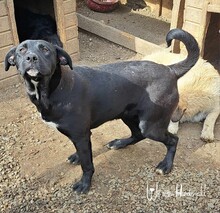 PEARL, Hund, Mischlingshund in Rumänien - Bild 1