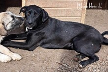 PEARL, Hund, Mischlingshund in Rumänien - Bild 2