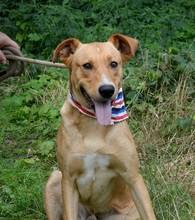 MONDELEZ, Hund, Mischlingshund in Slowakische Republik - Bild 12