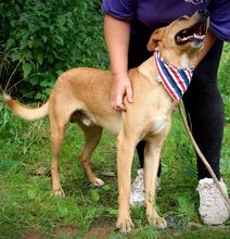 MONDELEZ, Hund, Mischlingshund in Slowakische Republik - Bild 4