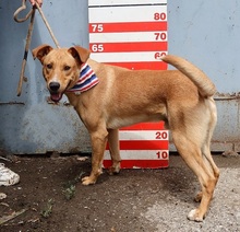 MONDELEZ, Hund, Mischlingshund in Slowakische Republik - Bild 9