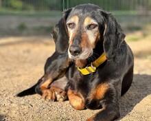 VALENTINA, Hund, Jagdhund-Mix in Aerzen - Bild 1