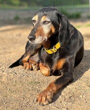 VALENTINA, Hund, Jagdhund-Mix in Aerzen - Bild 2