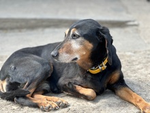 VALENTINA, Hund, Jagdhund-Mix in Aerzen - Bild 4