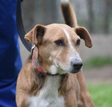 OSZKAR, Hund, Mischlingshund in Ungarn - Bild 1