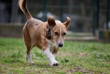 OSZKAR, Hund, Mischlingshund in Ungarn - Bild 2