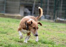 OSZKAR, Hund, Mischlingshund in Ungarn - Bild 4