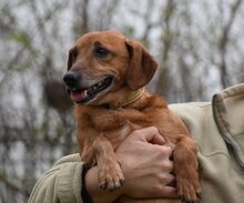 LEON, Hund, Mischlingshund in Ungarn - Bild 2