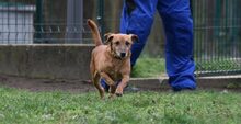 LEON, Hund, Mischlingshund in Ungarn - Bild 5