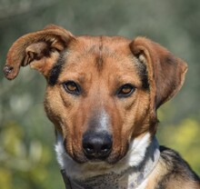 CARLOTA, Hund, Mischlingshund in Spanien
