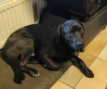 ADEM, Hund, Labrador-Mix in Hagen - Bild 4