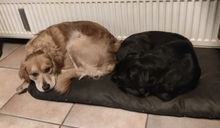 ADEM, Hund, Labrador-Mix in Hagen - Bild 6