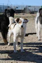 MEG, Hund, Mischlingshund in Rumänien - Bild 2