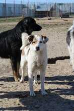 MEG, Hund, Mischlingshund in Rumänien - Bild 3