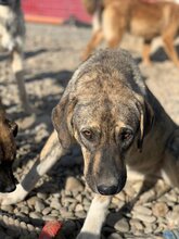 COREEN, Hund, Mischlingshund in Rumänien - Bild 11