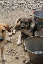 COREEN, Hund, Mischlingshund in Rumänien - Bild 2