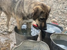 COREEN, Hund, Mischlingshund in Rumänien - Bild 3