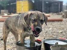 COREEN, Hund, Mischlingshund in Rumänien - Bild 4