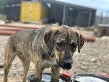 COREEN, Hund, Mischlingshund in Rumänien - Bild 5