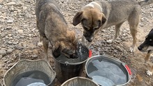 COREEN, Hund, Mischlingshund in Rumänien - Bild 6