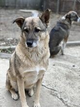 CIKY, Hund, Mischlingshund in Rumänien - Bild 1