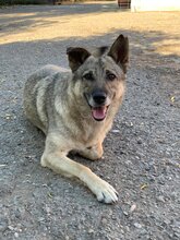 CIKY, Hund, Mischlingshund in Rumänien - Bild 11