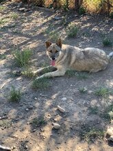 CIKY, Hund, Mischlingshund in Rumänien - Bild 15