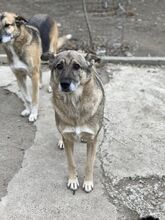 CIKY, Hund, Mischlingshund in Rumänien - Bild 2