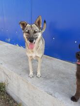 CIKY, Hund, Mischlingshund in Rumänien - Bild 20