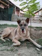 CIKY, Hund, Mischlingshund in Rumänien - Bild 25