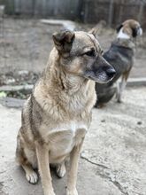 CIKY, Hund, Mischlingshund in Rumänien - Bild 3