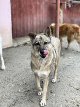 CIKY, Hund, Mischlingshund in Rumänien - Bild 4