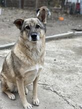 CIKY, Hund, Mischlingshund in Rumänien - Bild 5