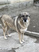 CIKY, Hund, Mischlingshund in Rumänien - Bild 6